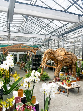 Maison Cathelin - Fleuriste, Jardin, Décoration - Metz, Le Ban-Saint-Martin