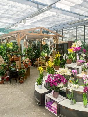 Maison Cathelin - Fleuriste, Jardin, Décoration - Metz, Le Ban-Saint-Martin